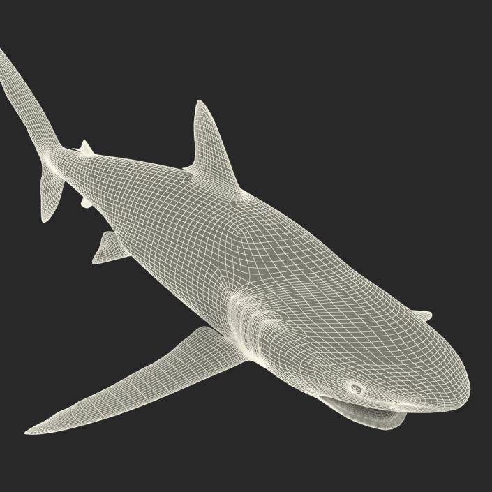 3D Silky Shark Rigged model