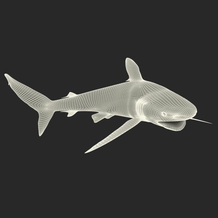 3D Silky Shark Rigged model