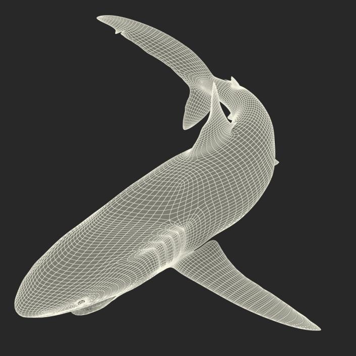 3D Silky Shark Rigged model