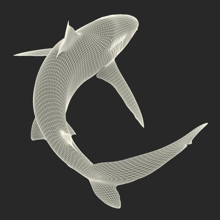 3D Silky Shark Rigged model