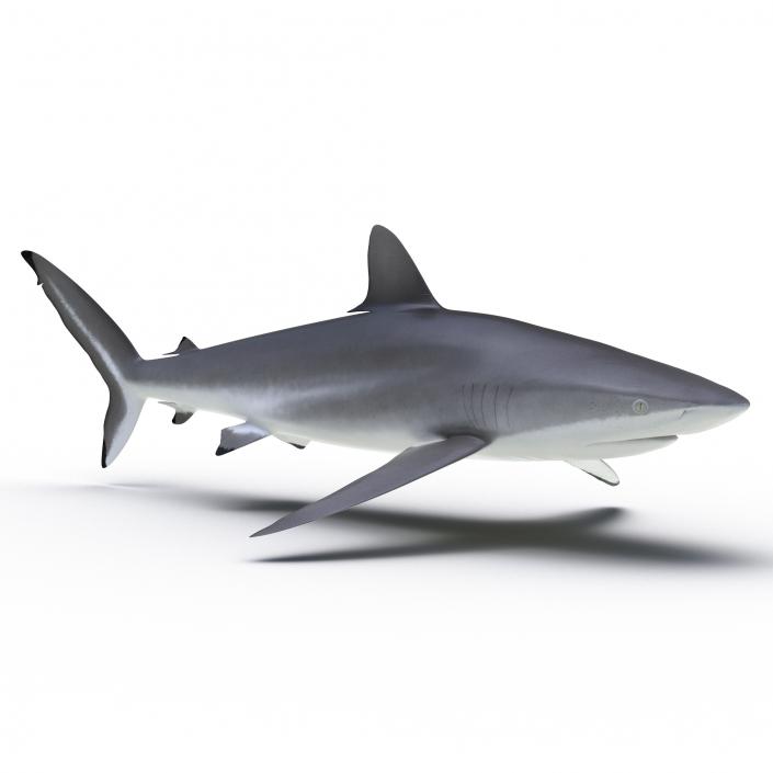 3D Silky Shark