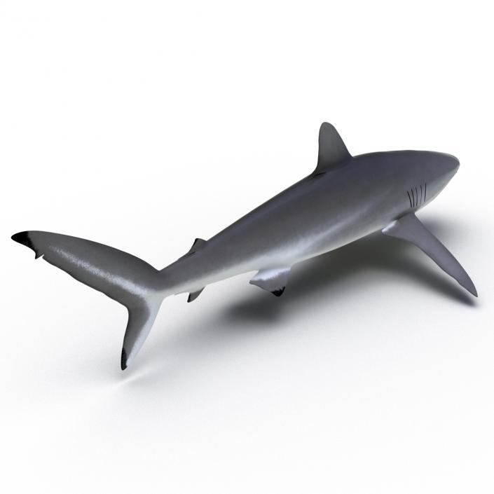 3D Silky Shark