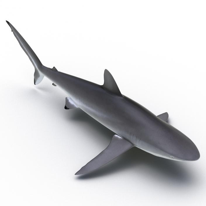 3D Silky Shark