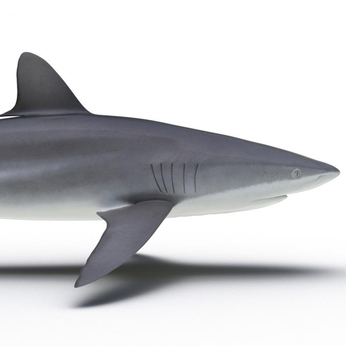 3D Silky Shark