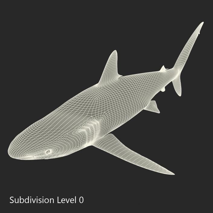 3D Silky Shark