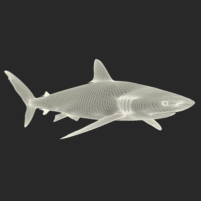 3D Silky Shark