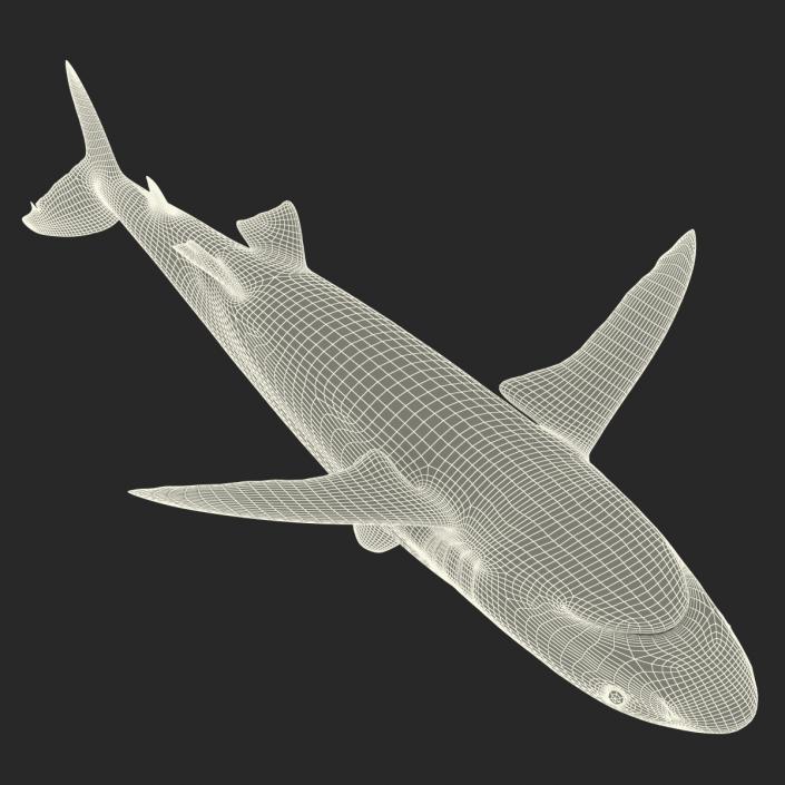 3D Silky Shark