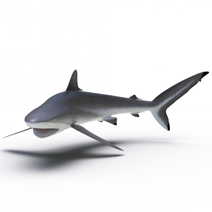 3D Silky Shark Attacking Pose