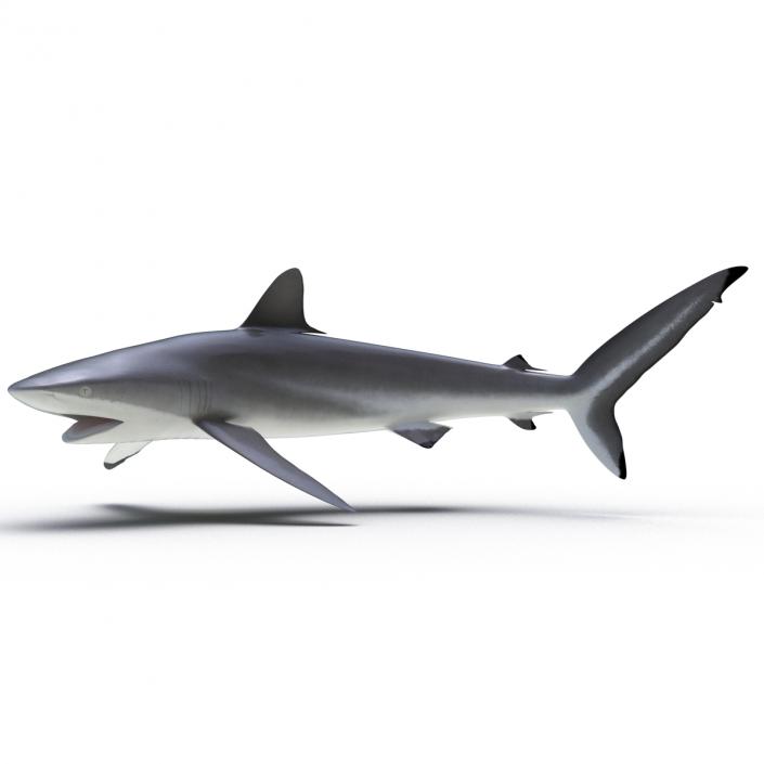 3D Silky Shark Attacking Pose