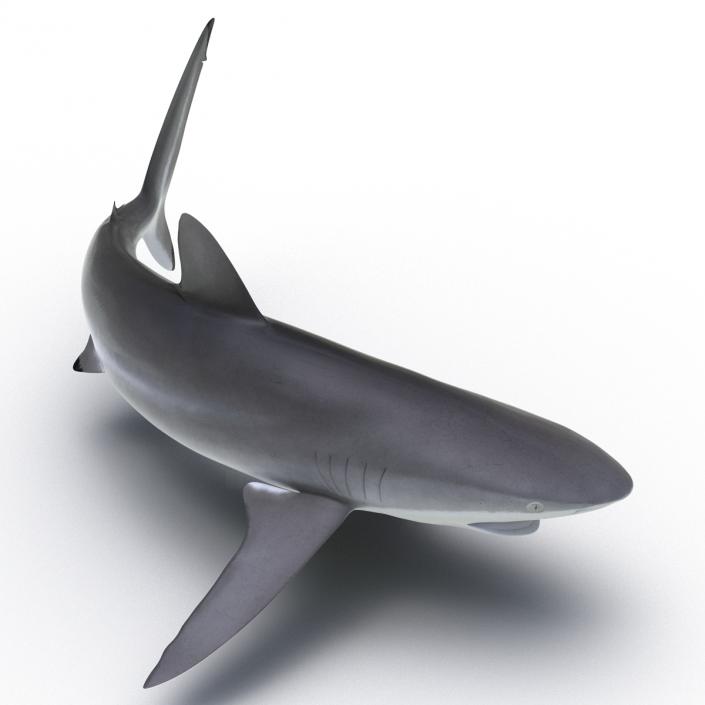 3D Silky Shark Attacking Pose