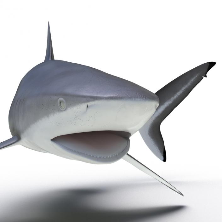 3D Silky Shark Attacking Pose