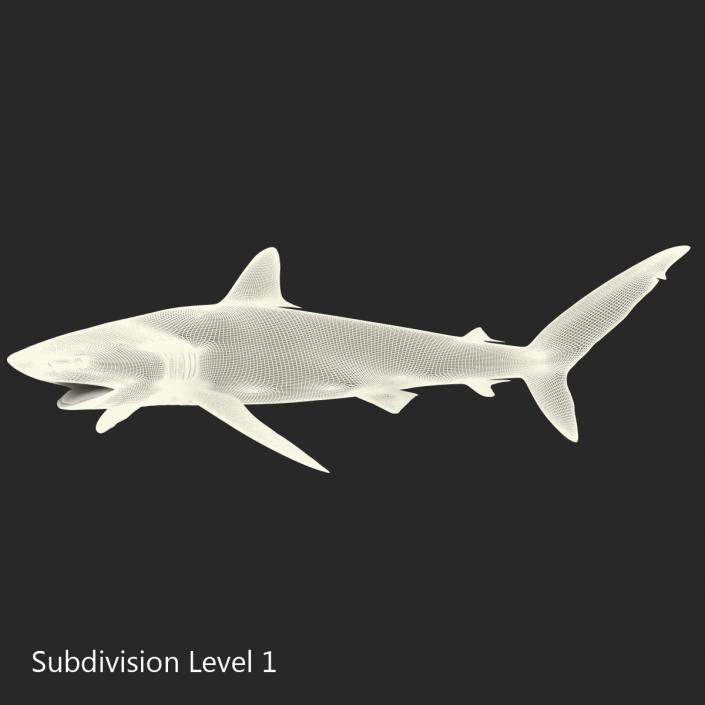 3D Silky Shark Attacking Pose