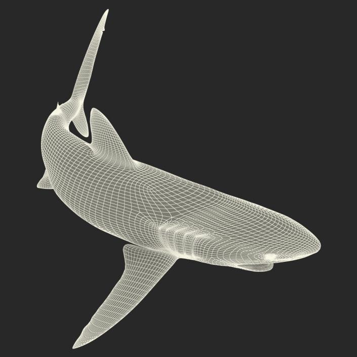 3D Silky Shark Attacking Pose