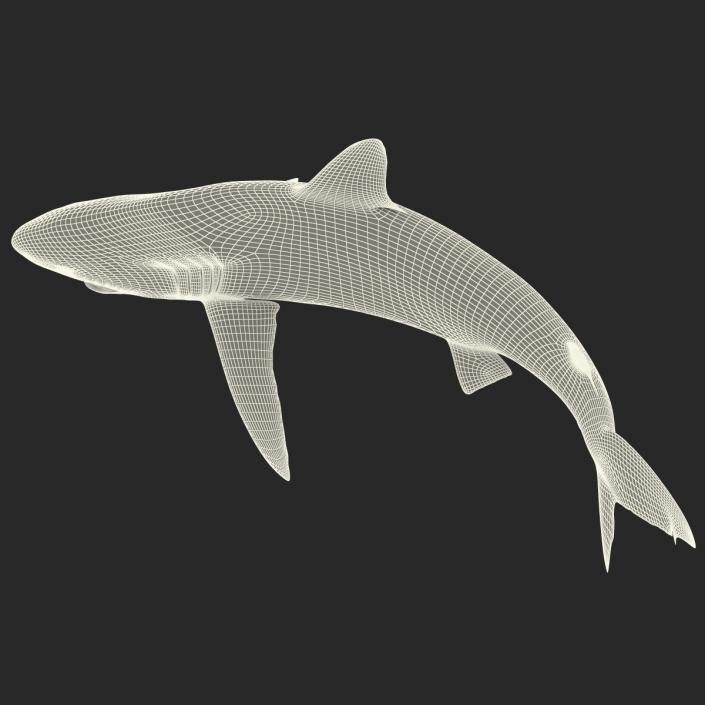 3D Silky Shark Attacking Pose