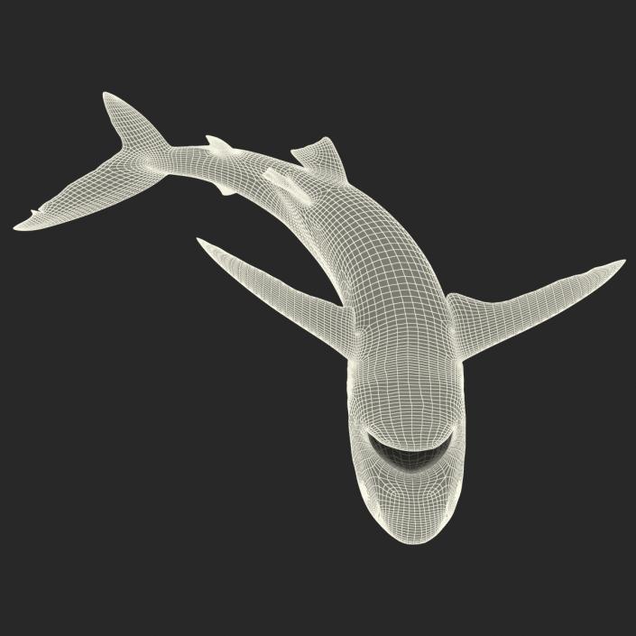 3D Silky Shark Attacking Pose