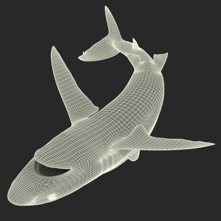 3D Silky Shark Attacking Pose