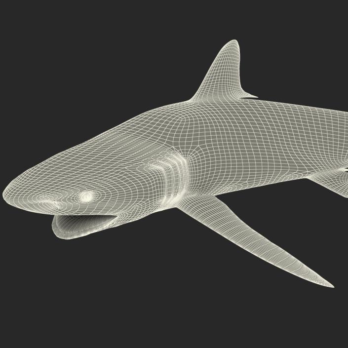 3D Silky Shark Attacking Pose