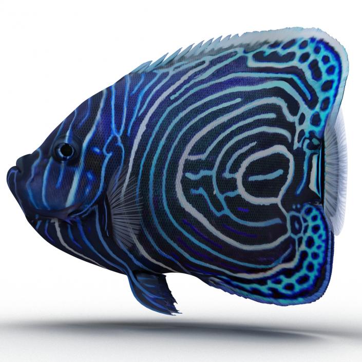 3D Juvenile Emperor Angelfish Pose 2 model