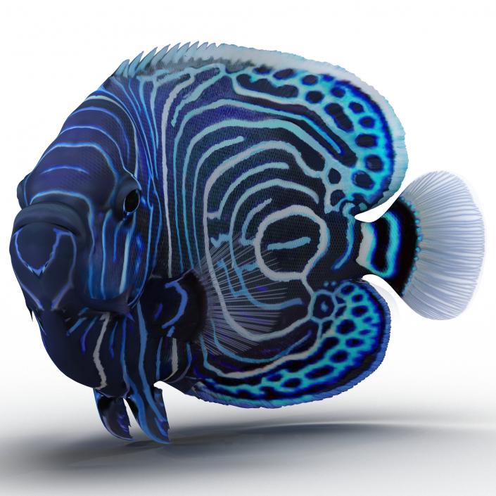 3D Juvenile Emperor Angelfish Pose 2 model