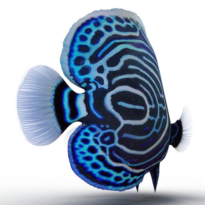 3D Juvenile Emperor Angelfish Pose 2 model