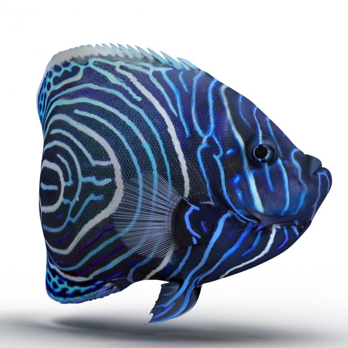 3D Juvenile Emperor Angelfish Pose 2 model