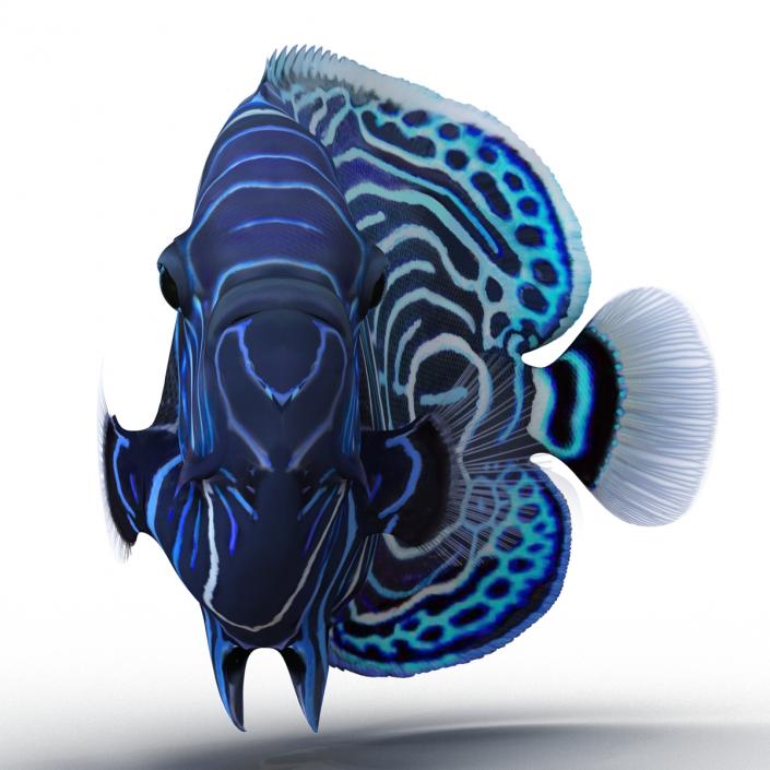 3D Juvenile Emperor Angelfish Pose 2 model