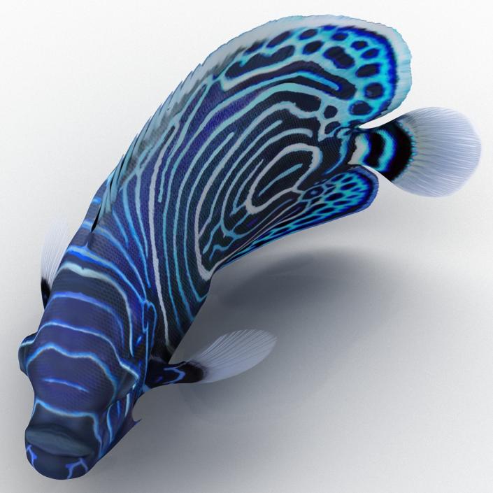 3D Juvenile Emperor Angelfish Pose 2 model