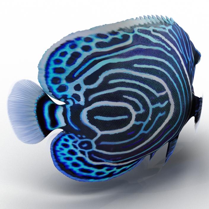 3D Juvenile Emperor Angelfish Pose 2 model