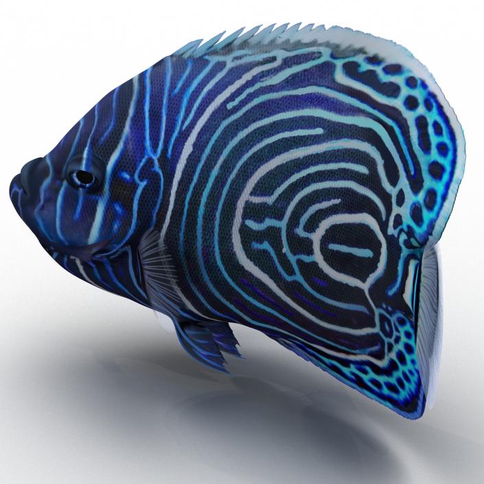 3D Juvenile Emperor Angelfish Pose 2 model