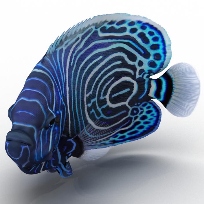 3D Juvenile Emperor Angelfish Pose 2 model