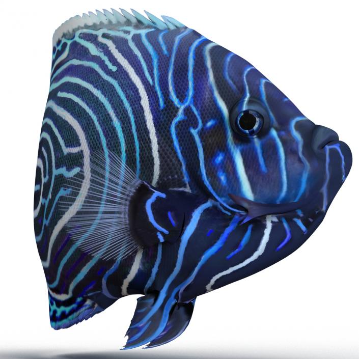 3D Juvenile Emperor Angelfish Pose 2 model