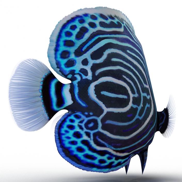 3D Juvenile Emperor Angelfish Pose 2 model