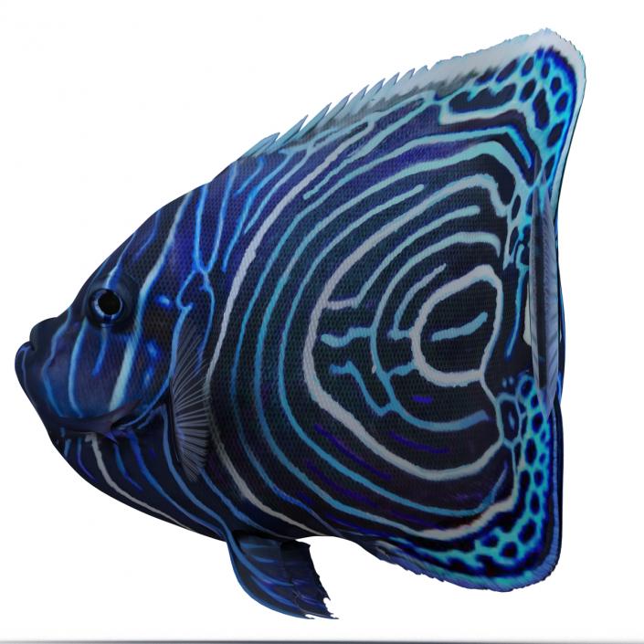 3D Juvenile Emperor Angelfish Pose 2 model