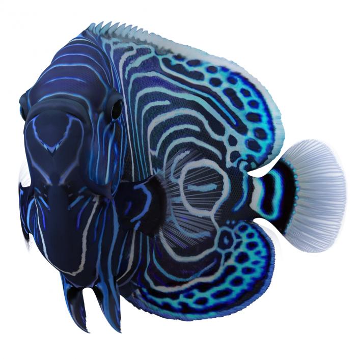 3D Juvenile Emperor Angelfish Pose 2 model