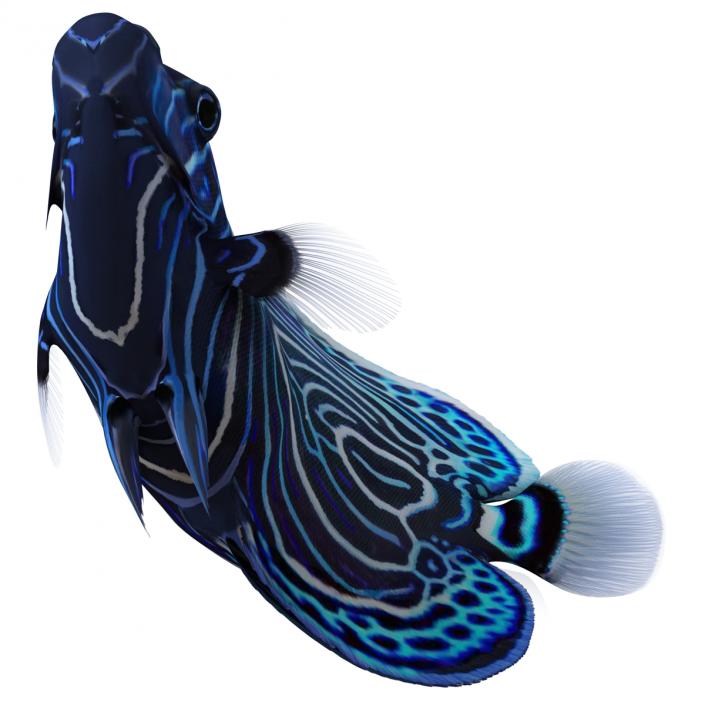 3D Juvenile Emperor Angelfish Pose 2 model