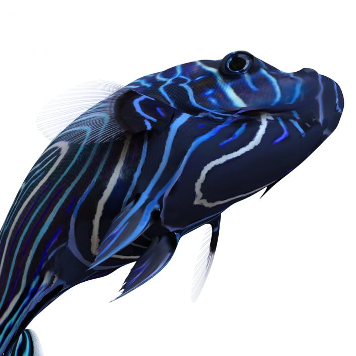 3D Juvenile Emperor Angelfish Pose 2 model