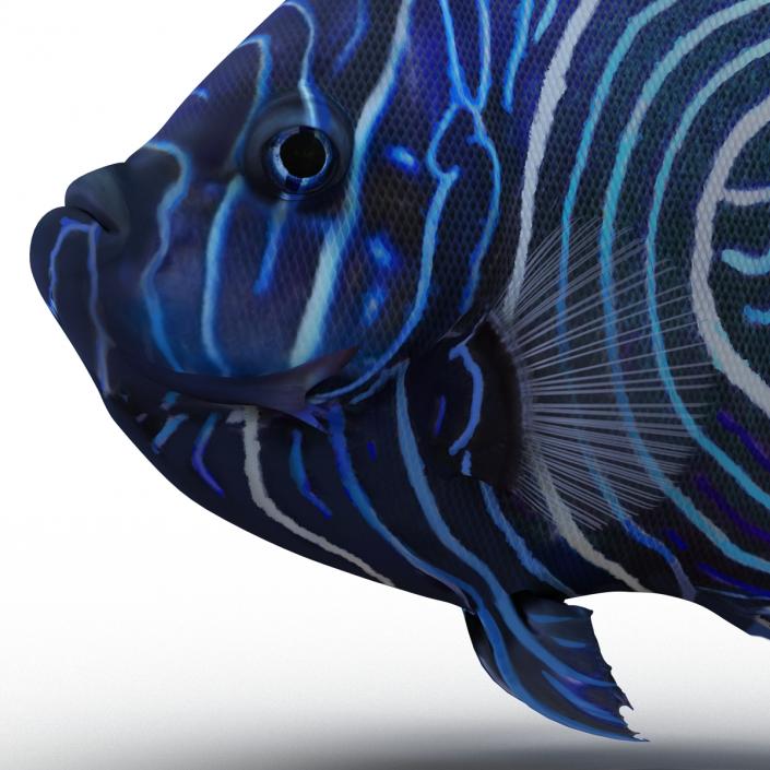 3D Juvenile Emperor Angelfish Pose 2 model