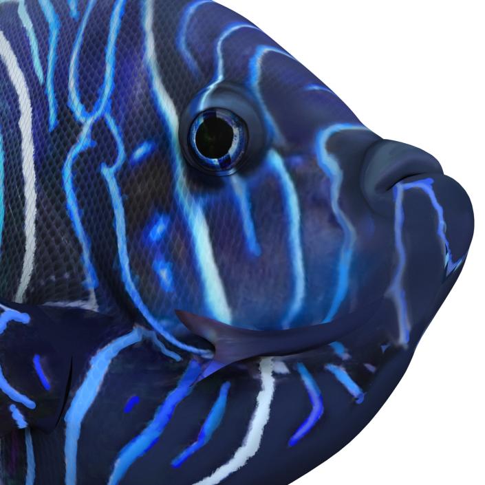 3D Juvenile Emperor Angelfish Pose 2 model