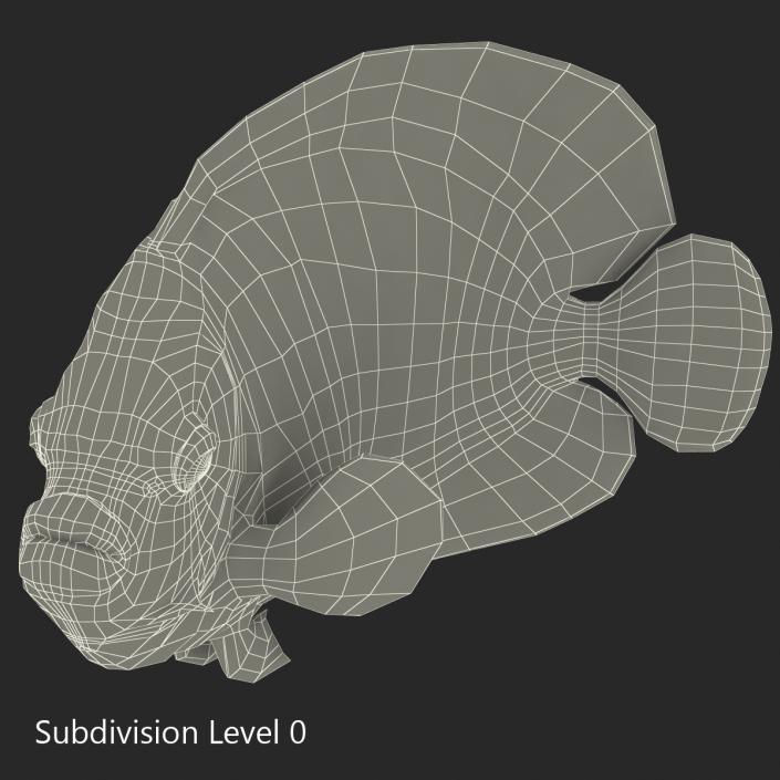 3D Juvenile Emperor Angelfish Pose 2 model