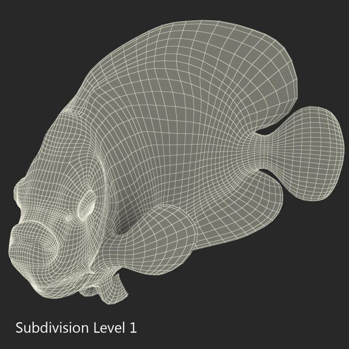 3D Juvenile Emperor Angelfish Pose 2 model