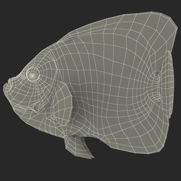 3D Juvenile Emperor Angelfish Pose 2 model