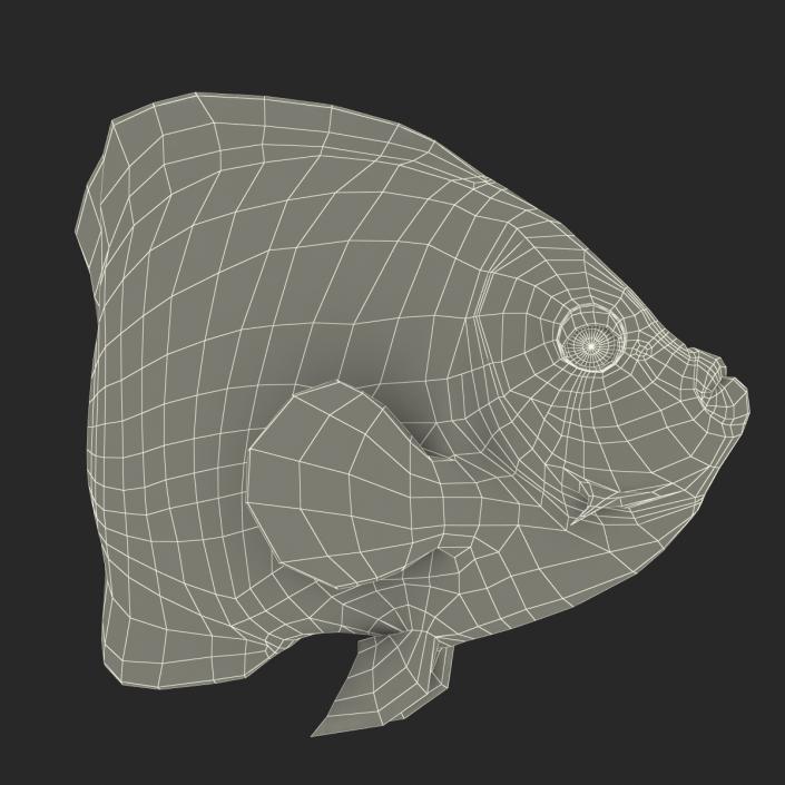 3D Juvenile Emperor Angelfish Pose 2 model