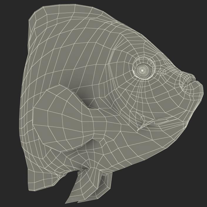 3D Juvenile Emperor Angelfish Pose 2 model