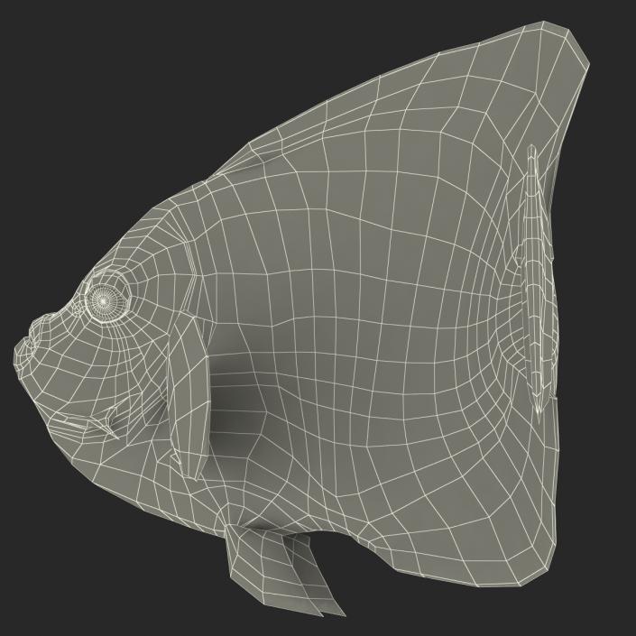 3D Juvenile Emperor Angelfish Pose 2 model