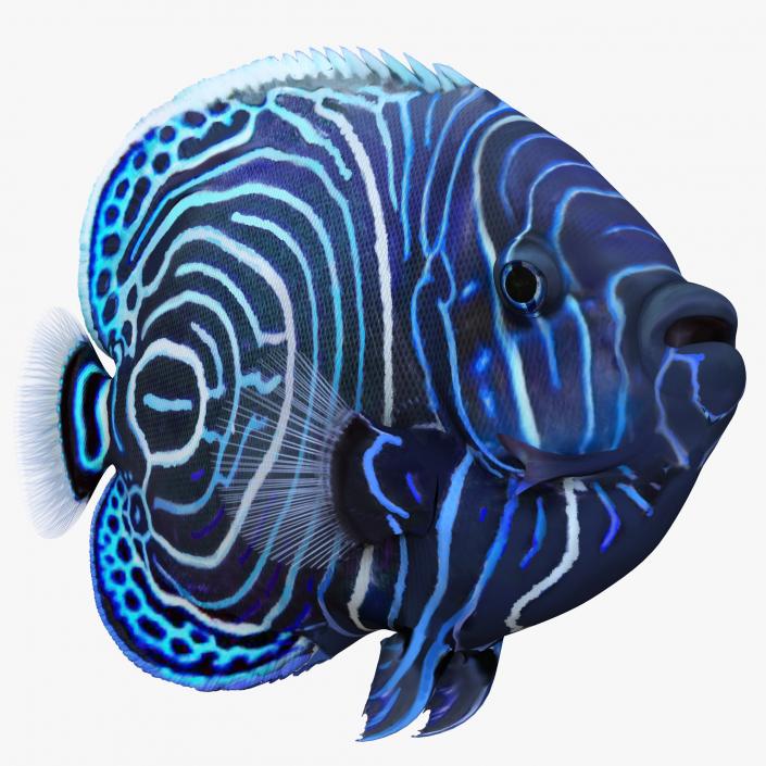 Coral Fishs Collection 2 3D model