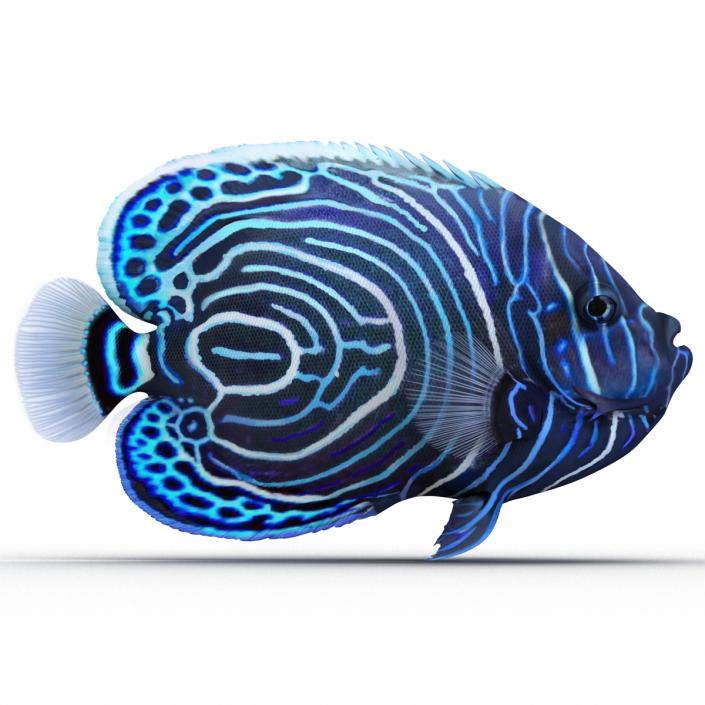 3D Juvenile Emperor Angelfish