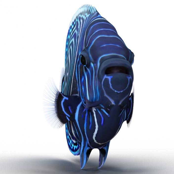 3D Juvenile Emperor Angelfish