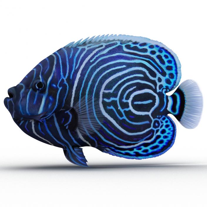 3D Juvenile Emperor Angelfish