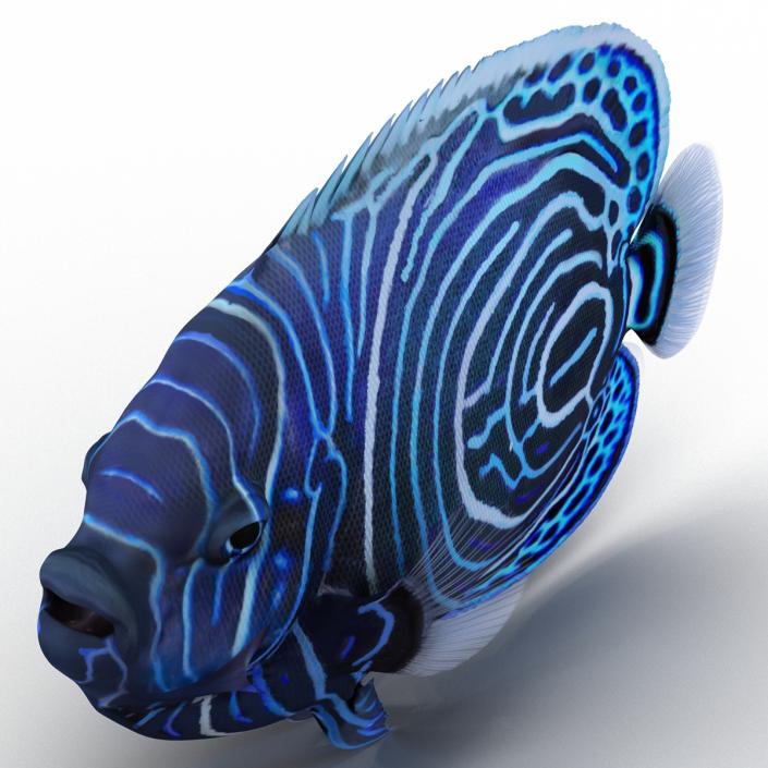 3D Juvenile Emperor Angelfish