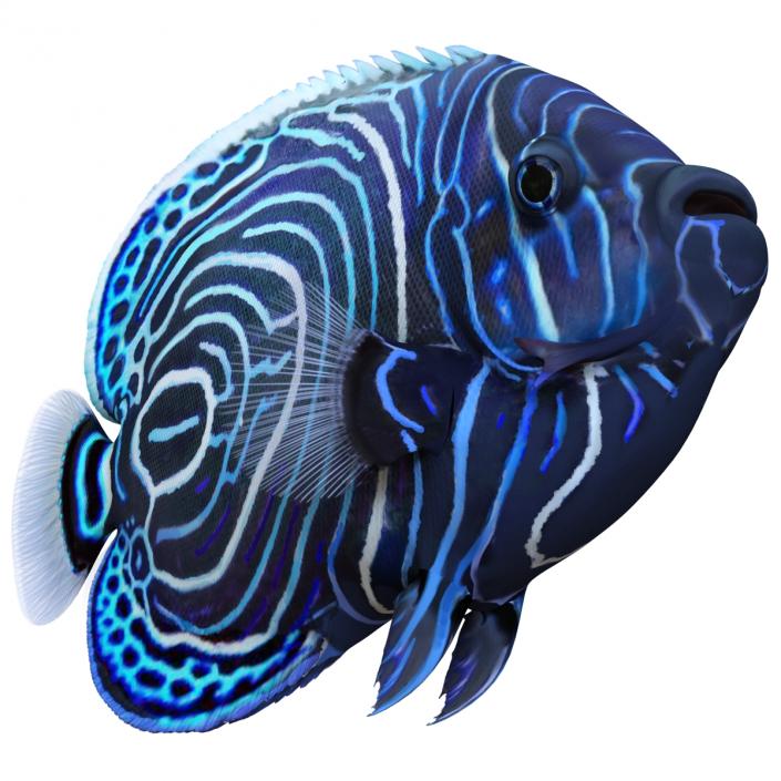 3D Juvenile Emperor Angelfish